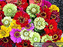 Uzgoj zinije: sorte i fotografije cvijeća