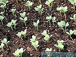 Uzgoj karfiola iz semenki u zemlji