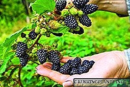 Tanduran blackberry: perawatan, reproduksi lan pruning