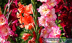 Crescente gladiolus, florum photo