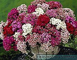 Tanduran carnation Turki saka wiji: gambaran, foto