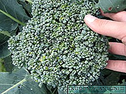 Brokoli në rritje të lakrës: varietete, foto
