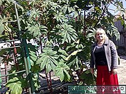 Riesend Rizinusueleg aus Somen: wéini ze pflanzen a Reegele fir Betreiung