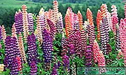 Աճող lupins. Սորտեր, լուսանկարչական ծաղիկներ