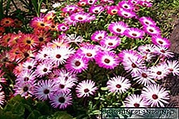 Tanduran Mesembryanthemum: tanduran, perawatan lan foto
