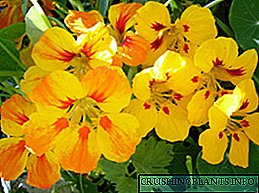 Одгледување настритум: опис, слика на цвеќиња