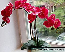 برتنوں میں بڑھتی ہوئی آرکڈ: پھولوں کی خصوصیات اور فوٹو۔