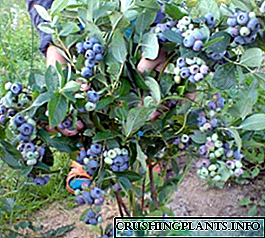 Varjetajiet li qed jikbru ta 'blueberries tal-ġnien għar-reġjun ta' Moska