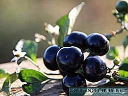 Sunberry კენკრის გაშენება და მისი სასარგებლო თვისებები