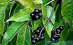 Berries tal-bellus Amur u l-applikazzjoni tagħhom