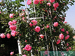 Зимско-тврди сорти рози за качување кои цветаат цело лето