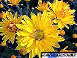 Merking gulra chrysanthemums, sem þau eru kynnt til