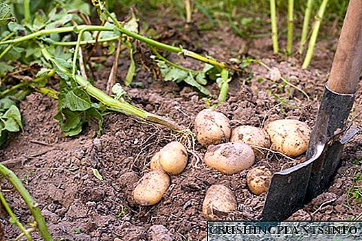 Cum in calendario lunari in MMXVIII fodere potatoes?