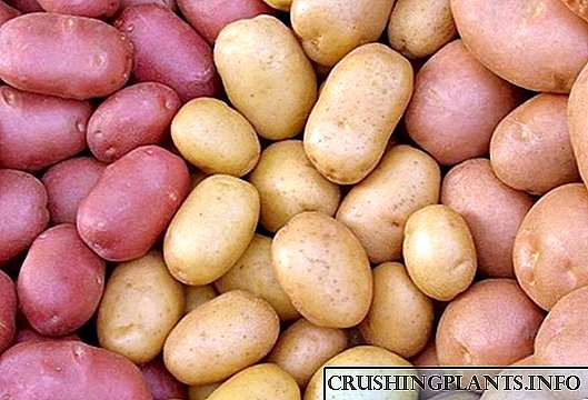Déi produktivst Kartoffelsorten - méi wéi 500 kg pro Honnertd