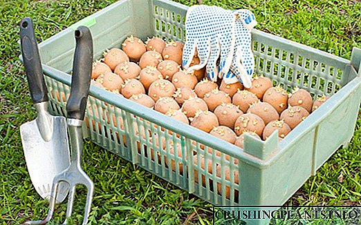 Como brotar patacas antes de plantar - 7 xeitos efectivos