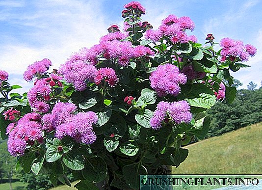 Ageratum - опис, грижа и размножување на цвет во вашата градина