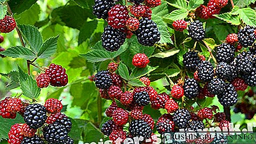 Naganap ba ang isang blackberry na walang mga spike - ang limang pinakamahusay na mga di-pinag-aralan na mga varieties