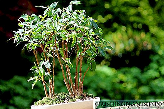 Ficus Benjamin o lahla makhasi - lisosa le kalafo