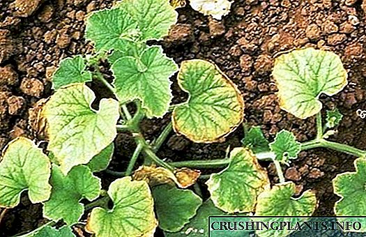 Fusarium - պարտեզի և փակ բույսերի սնկային հիվանդություն