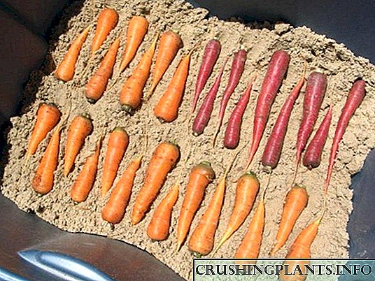 Како и кога да се ископа моркови од кревет во есен и како да се чуваат?
