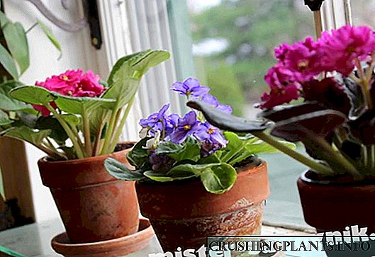 Hoe om viooltjies by die huis uit te plant - wenke vir tuiniers