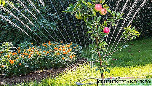 نحوه آب دادن درختان میوه در باغ - اسرار باغبان با تجربه
