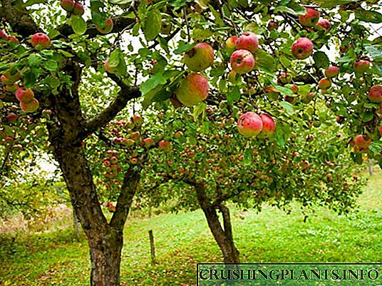 Si të mbillni një pemë mollë në vjeshtë - këshilla të kopshtarëve me përvojë