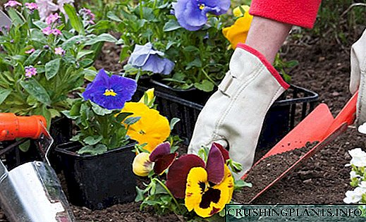 Како да се засадат садници на годишни цвеќиња во земјата