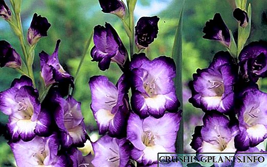 Cara tanduran gladioli ing musim semi kanthi bener - rahasia tukang kebon