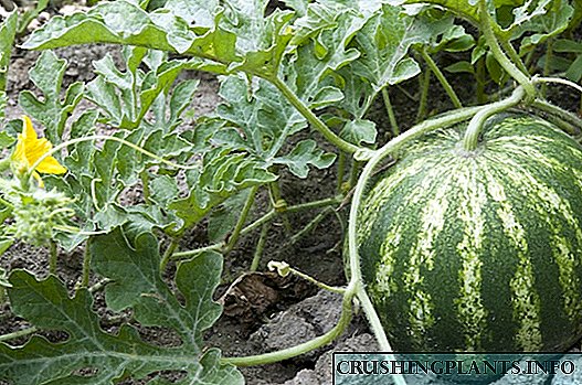 Како да одгледувате лубеници во градината - совети
