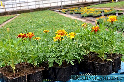 Quomodo crescunt semina boni plantationibus Marigolds a domi?