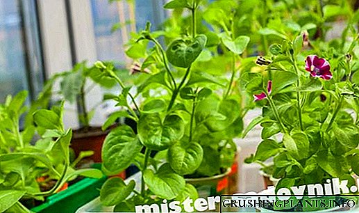 Како да растат добри садници на петунија од семе дома