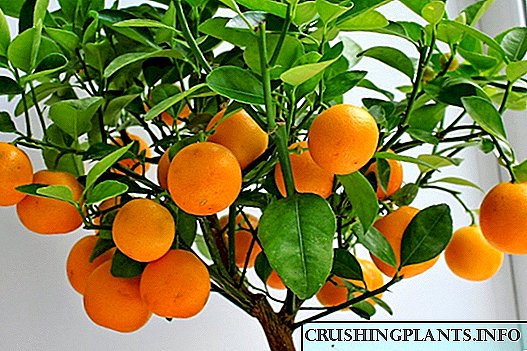 Kako uzgajati drvo mandarine od kamena kod kuće?