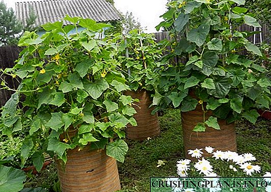 Como cultivar pepinos nun barril no país - os segredos de xardineiros experimentados