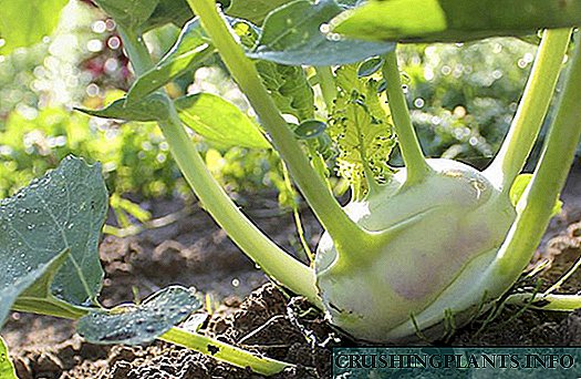 Si të rritet lakra e shëndetshme kohlrabi në vend - sekretet e kopshtarëve