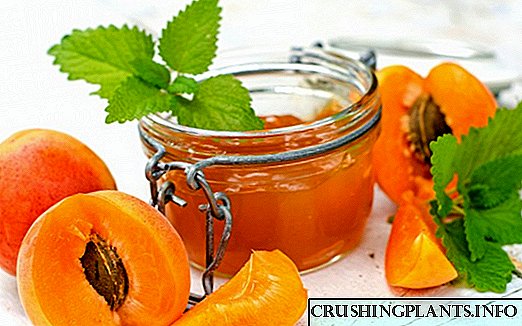Cara nyiyapake aprikot kanggo mangsa - resep sing paling enak