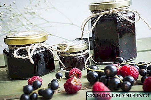 Kif tipprepara berries, maħkuk biż-zokkor - riċetti għax-xitwa