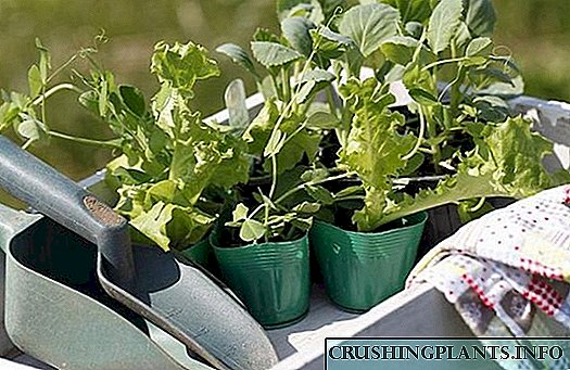 Како да ги зацврстите садници од зеленчук и цвеќиња пред садење во земјата