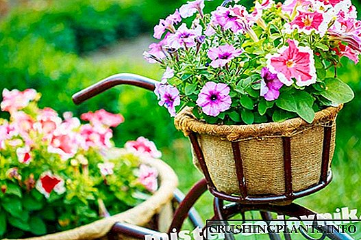 Кога и како да се засадат годишни цвеќиња за садници - совети и трикови