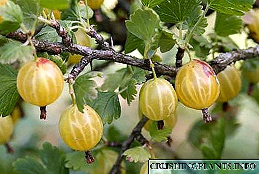 Gooseberry Amber - mga tampok ng paglilinang at pangangalaga