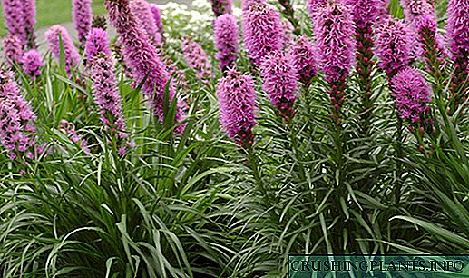 Liatris - mirisne cvjetne svijeće za vaš vrt