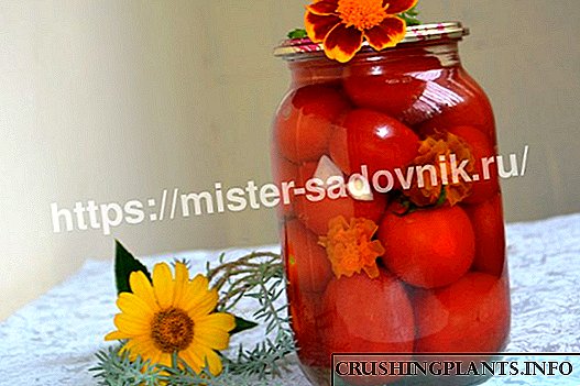 Tomatos wedi'u piclo gyda marigolds - cynhaeaf blasus ar gyfer y gaeaf