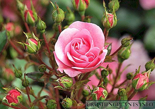 Miniature розы - сүрөттөр менен таанымал түрлөрү
