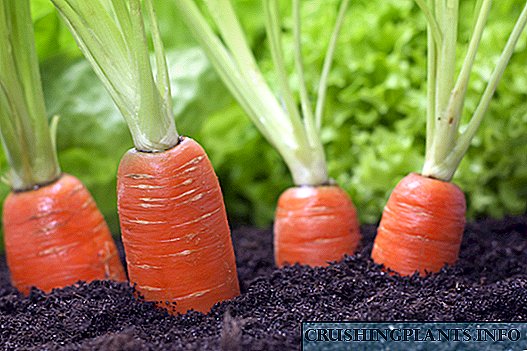 Carrots Losinoostrovskaya - danasîn û taybetmendiyên mezinbûnê