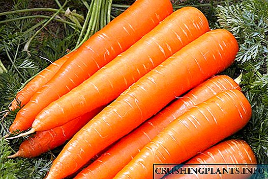 Nantes wortel - macem-macem katrangan lan fitur penanaman