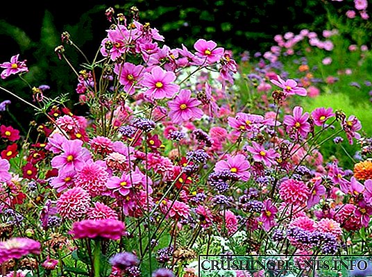 Годишни цвеќиња - видови и класификација на годишници за градината