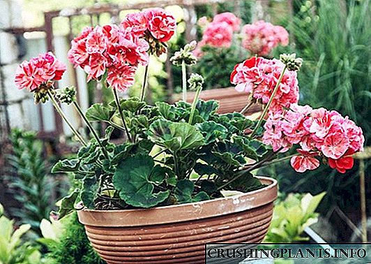 Гэрийн geranium яагаад цэцэглэдэггүй вэ - зөвлөмж, заль мэх