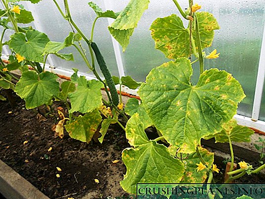 Зошто листовите краставици се претвораат жолти во стаклена градина и отворен терен - главните точки