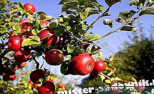 وسطی روس کے لئے سب سے مشہور قسم کے سیب کے درخت۔