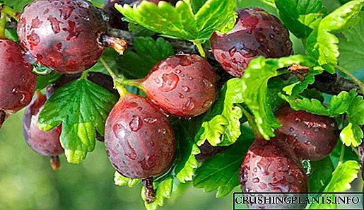 Печат од цариградско грозде - технологија и растечки карактеристики